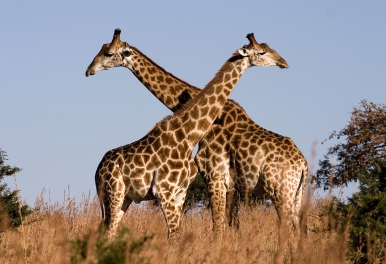 Giraffe